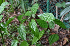 Nothaphoebe umbelliflora