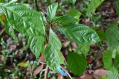 Nothaphoebe umbelliflora