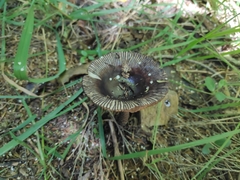Amanita pekeoides
