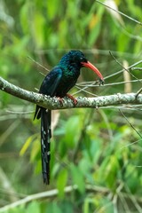 Phoeniculus purpureus