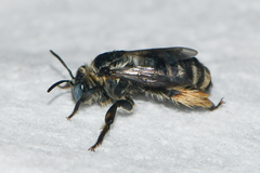 Melissodes boltoniae