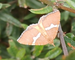 Chrysolarentia leucozona