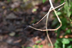 Prodasineura collaris