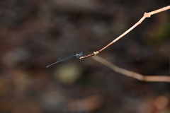 Prodasineura collaris