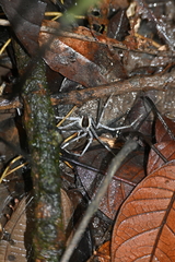 Nilus albocinctus