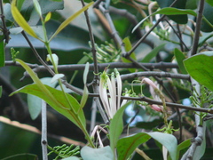Dendrophthoe falcata