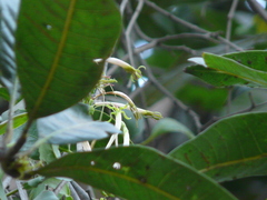 Dendrophthoe falcata