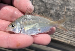 Eucinostomus argenteus