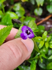 Torenia asiatica