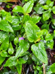 Torenia asiatica