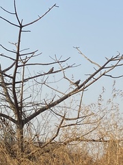 Streptopelia senegalensis