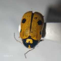 Cryptocephalus cordiger