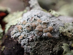 Lecanora caesiorubella