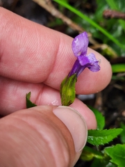 Torenia asiatica