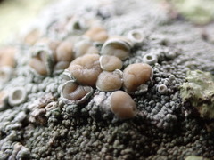 Lecanora caesiorubella