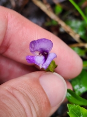 Torenia asiatica