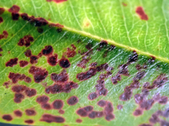 Blastacervulus metrosideri