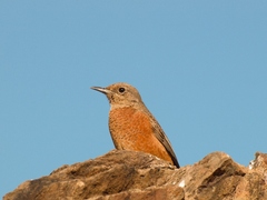 Monticola rupestris