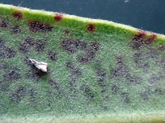 Blastacervulus metrosideri