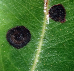 Blastacervulus metrosideri