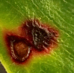 Blastacervulus metrosideri