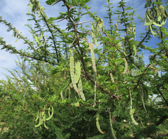 Vachellia nilotica