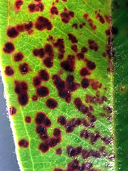 Blastacervulus metrosideri