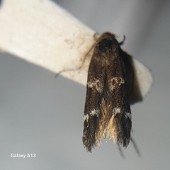 Mompha subbistrigella