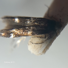 Mompha subbistrigella