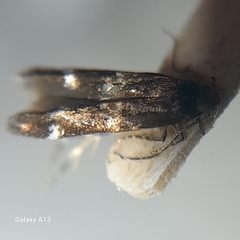 Mompha subbistrigella