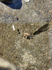 Paragrapsus quadridentatus