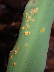 Pucciniaceae