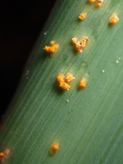 Pucciniaceae