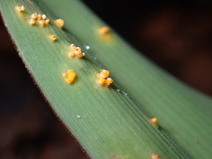 Pucciniaceae