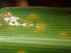 Pucciniaceae