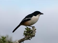 Laniarius ferrugineus