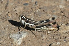 Macrotona securiformis