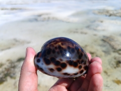 Cypraea tigris
