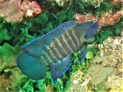 Western Blue Devil photo 5