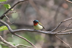 Aethopyga christinae