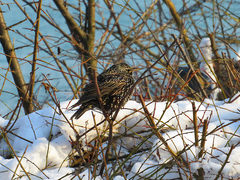 Sturnus vulgaris