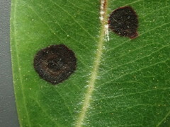 Blastacervulus metrosideri