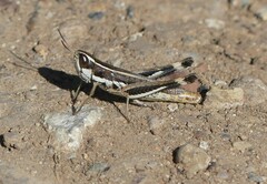 Macrotona securiformis