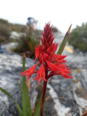 Disa ferruginea