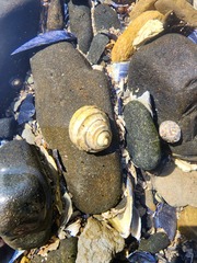 Austrocochlea constricta