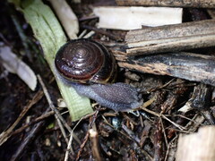 Helminthoglypta sequoicola