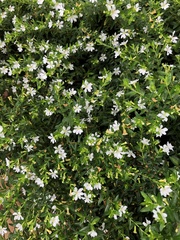 Wrightia antidysenterica