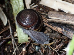 Helminthoglypta sequoicola