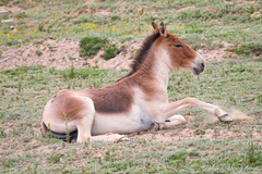 Equus kiang