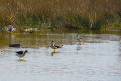 Himantopus himantopus